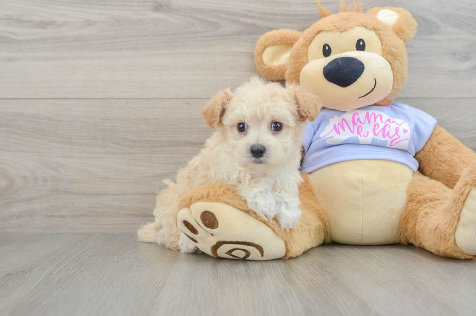 7 week old Maltipoo Puppy For Sale - Florida Fur Babies