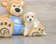 7 week old Maltipoo Puppy For Sale - Florida Fur Babies