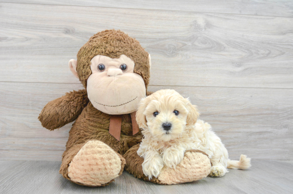 8 week old Maltipoo Puppy For Sale - Florida Fur Babies