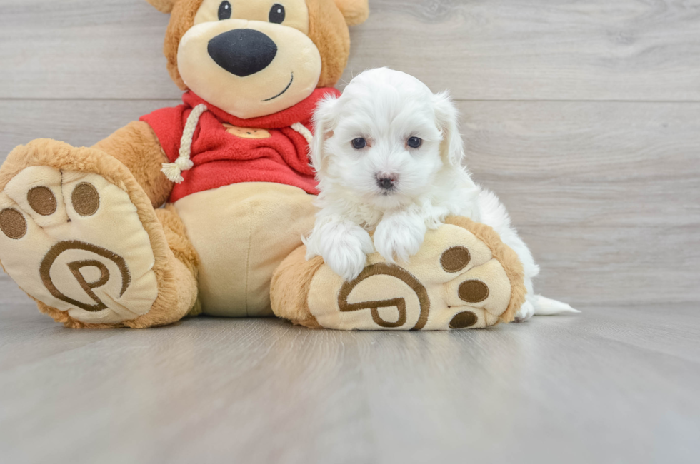 6 week old Maltipoo Puppy For Sale - Florida Fur Babies