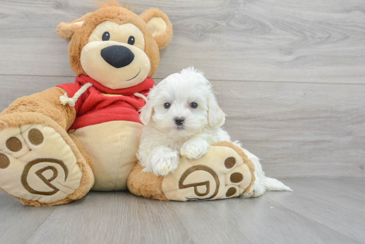Maltipoo Pup Being Cute