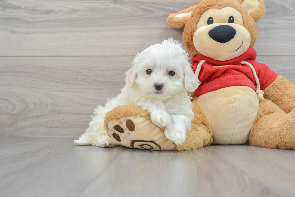 Maltipoo Puppy for Adoption