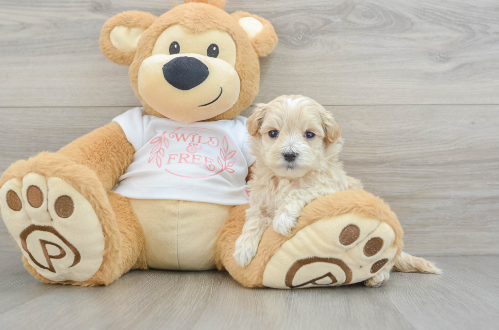 5 week old Maltipoo Puppy For Sale - Florida Fur Babies