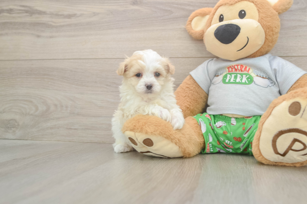 Meet Colton - our Maltipoo Puppy Photo  2/3 - Florida Fur Babies Best Maltipoo Baby
