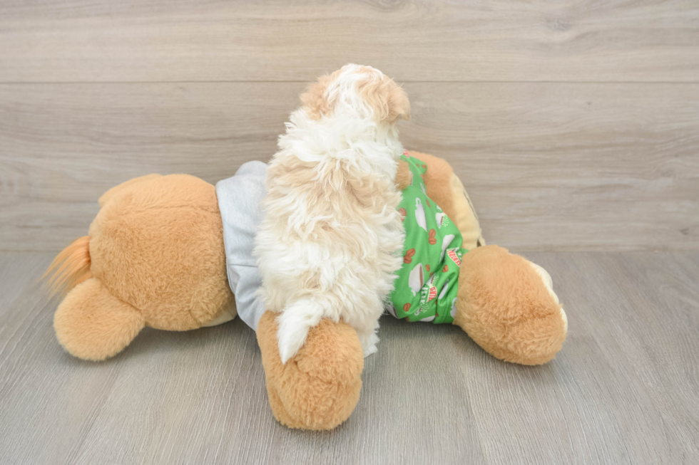 Meet Colton - our Maltipoo Puppy Photo  3/3 - Florida Fur Babies Maltipoo Pup Being Cute