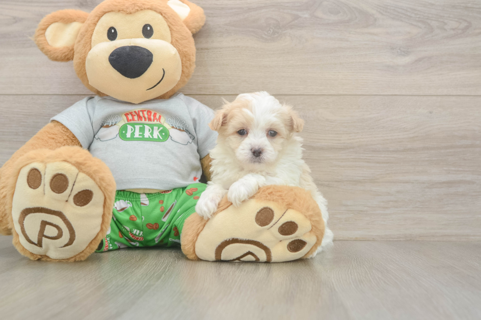 Meet Colton - our Maltipoo Puppy Photo  1/3 - Florida Fur Babies Small Maltipoo Baby