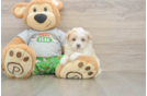 Meet Colton - our Maltipoo Puppy Photo  1/3 - Florida Fur Babies Small Maltipoo Baby