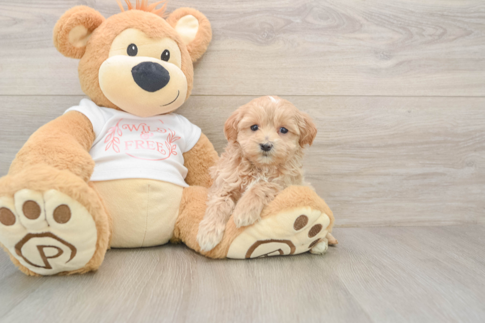 Maltipoo Puppy for Adoption