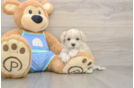 Maltipoo Puppy for Adoption