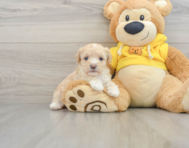 8 week old Maltipoo Puppy For Sale - Florida Fur Babies