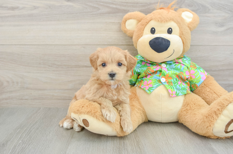 5 week old Maltipoo Puppy For Sale - Florida Fur Babies