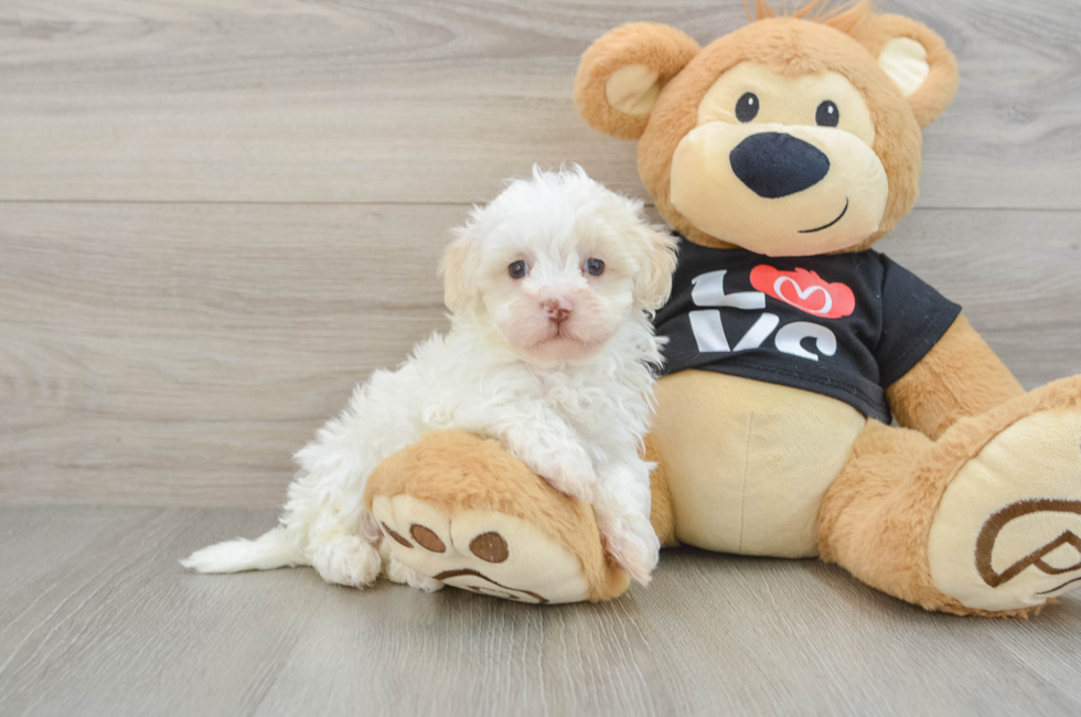 6 week old Maltipoo Puppy For Sale - Florida Fur Babies