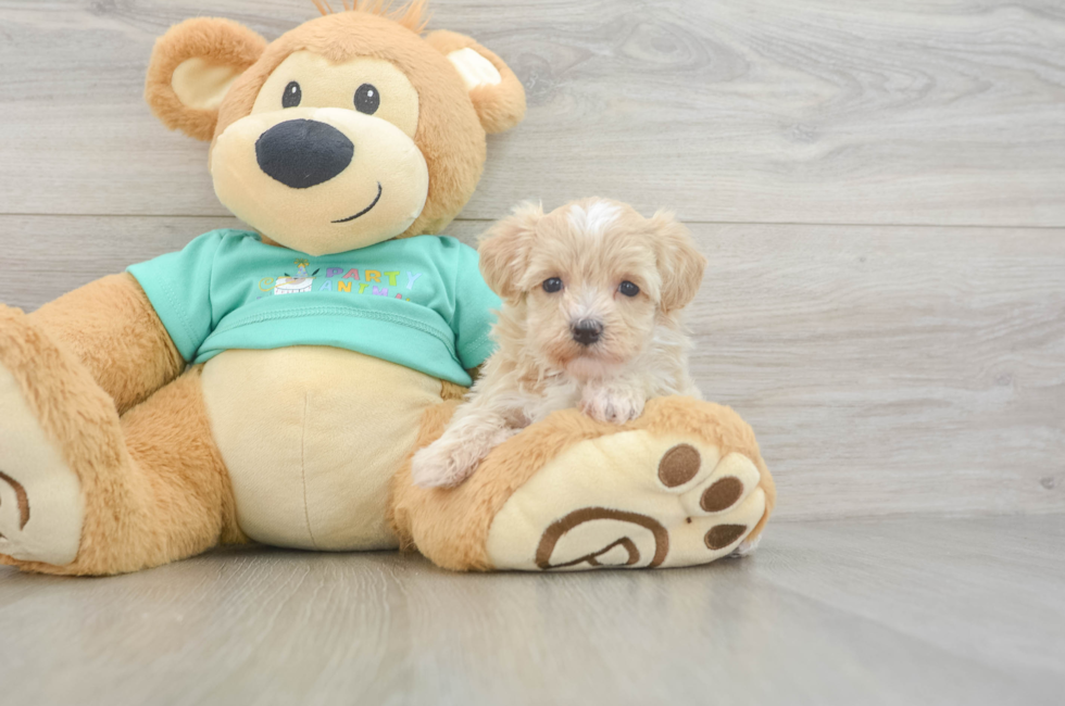 6 week old Maltipoo Puppy For Sale - Florida Fur Babies