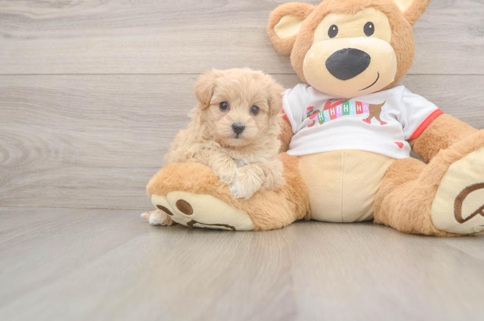 5 week old Maltipoo Puppy For Sale - Florida Fur Babies