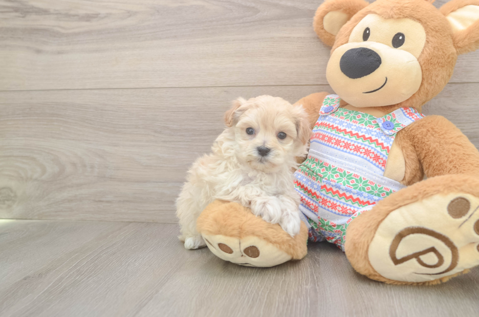 5 week old Maltipoo Puppy For Sale - Florida Fur Babies