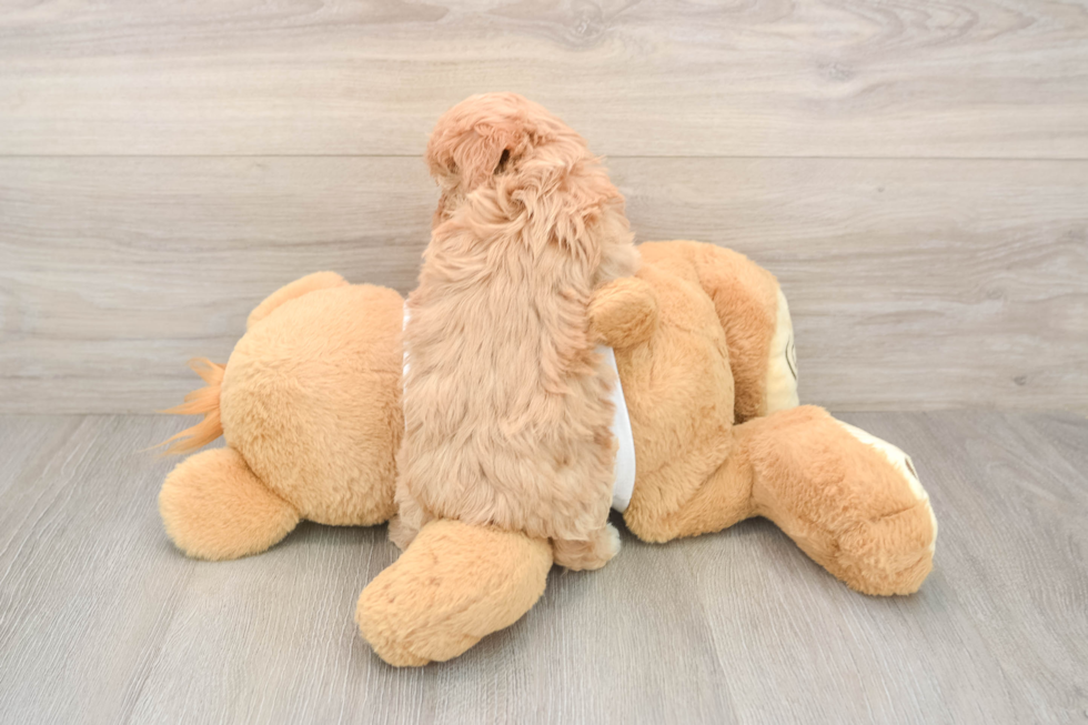 Maltipoo Puppy for Adoption