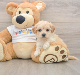 7 week old Maltipoo Puppy For Sale - Florida Fur Babies