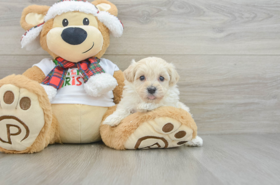 5 week old Maltipoo Puppy For Sale - Florida Fur Babies