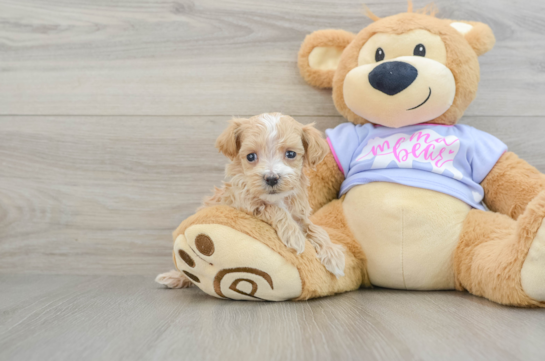 Adorable Maltidoodle Poodle Mix Puppy