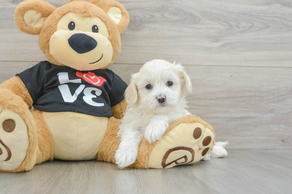 7 week old Maltipoo Puppy For Sale - Florida Fur Babies