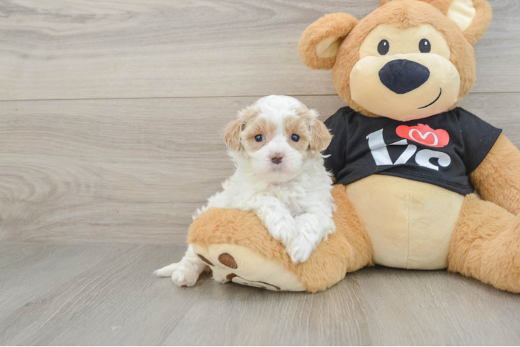 Best Maltipoo Baby