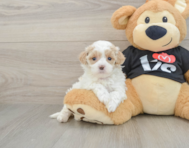 7 week old Maltipoo Puppy For Sale - Florida Fur Babies
