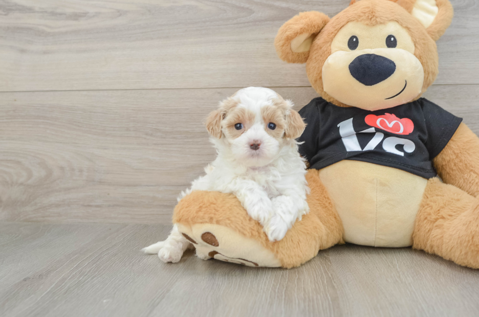 5 week old Maltipoo Puppy For Sale - Florida Fur Babies