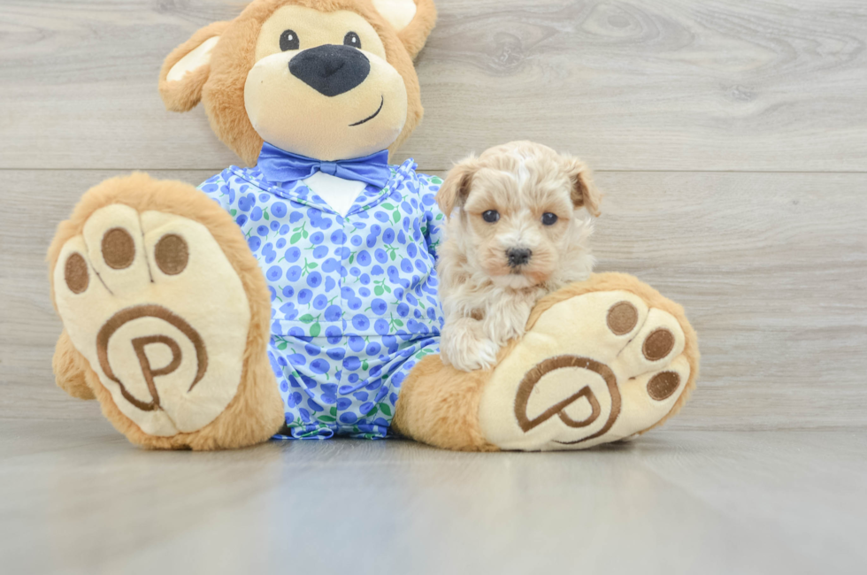 5 week old Maltipoo Puppy For Sale - Florida Fur Babies
