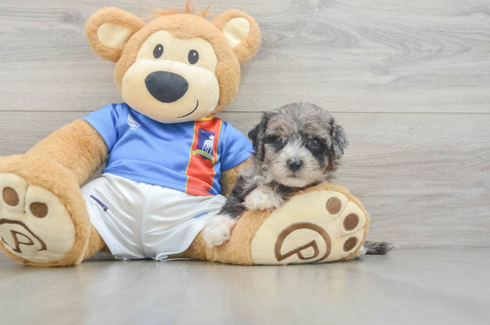 5 week old Maltipoo Puppy For Sale - Florida Fur Babies