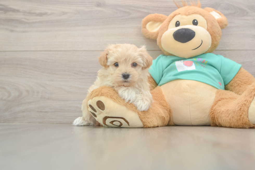 Hypoallergenic Maltidoodle Poodle Mix Puppy