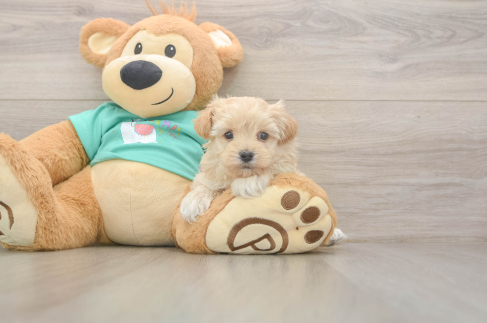 5 week old Maltipoo Puppy For Sale - Florida Fur Babies