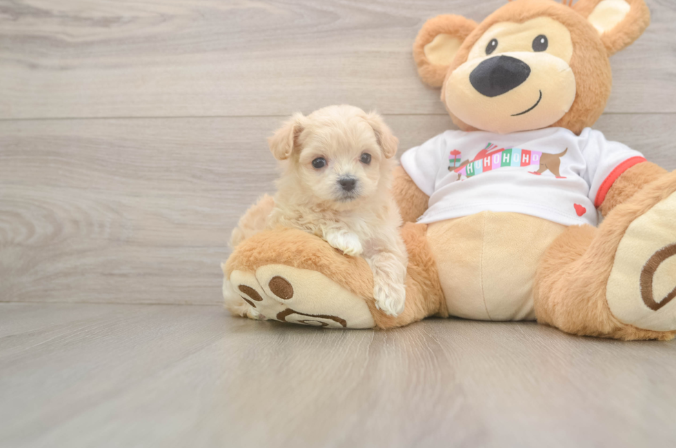 5 week old Maltipoo Puppy For Sale - Florida Fur Babies
