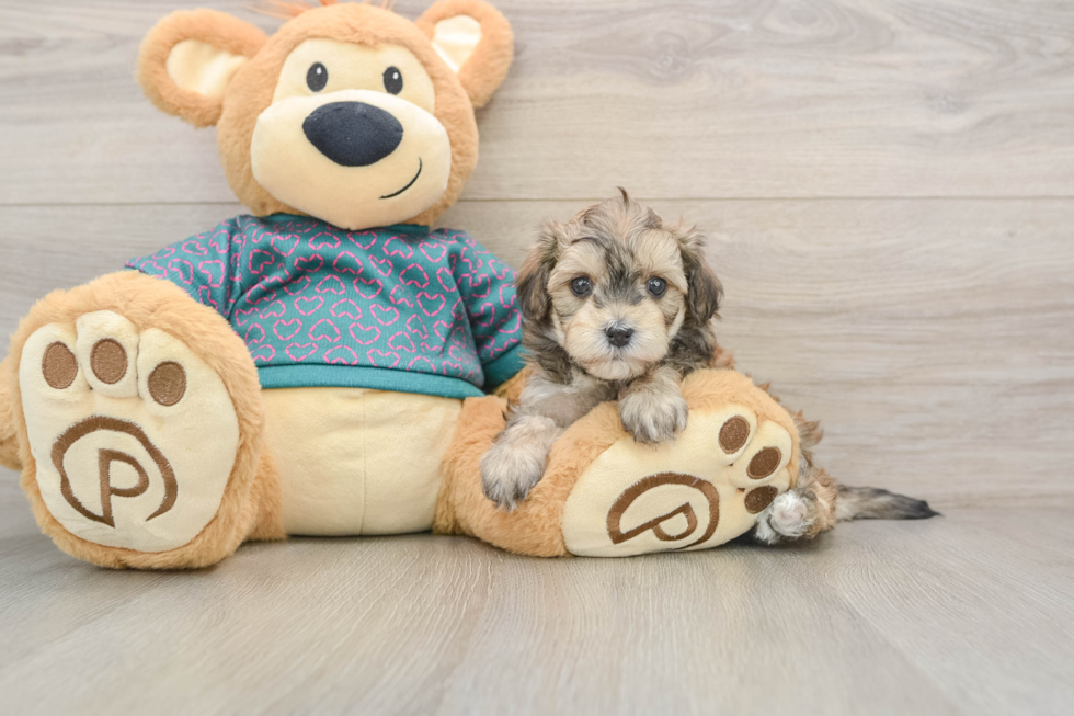 Maltipoo Pup Being Cute