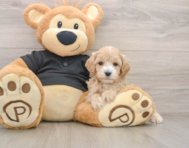 9 week old Maltipoo Puppy For Sale - Florida Fur Babies