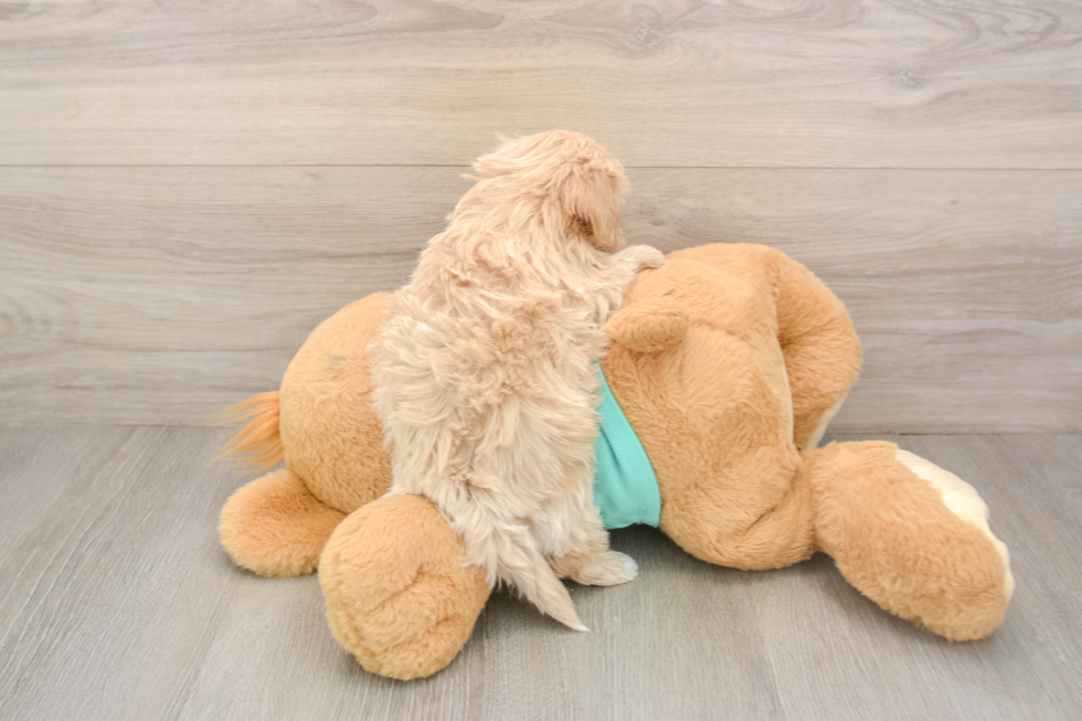 Sweet Maltipoo Baby
