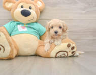 9 week old Maltipoo Puppy For Sale - Florida Fur Babies