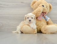 9 week old Maltipoo Puppy For Sale - Florida Fur Babies