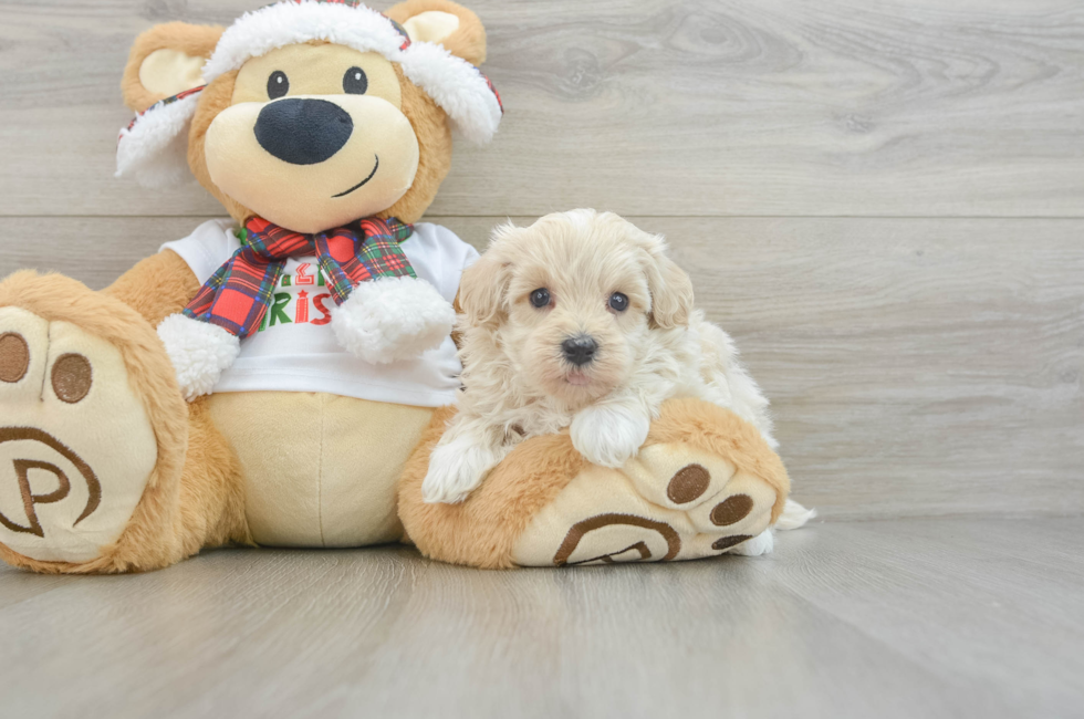 5 week old Maltipoo Puppy For Sale - Florida Fur Babies