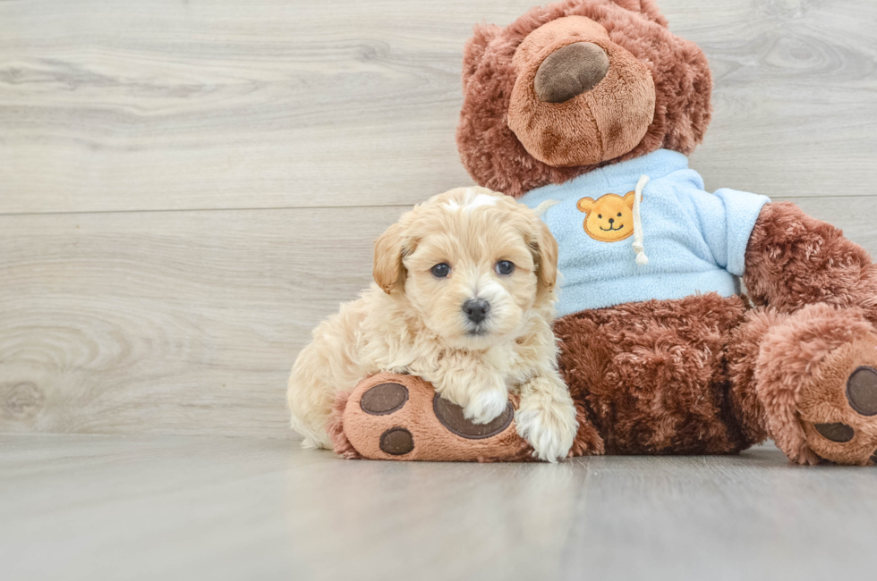 8 week old Maltipoo Puppy For Sale - Florida Fur Babies