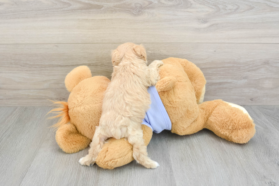 Maltipoo Pup Being Cute