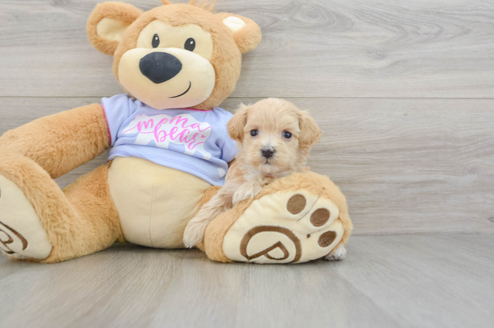 6 week old Maltipoo Puppy For Sale - Florida Fur Babies