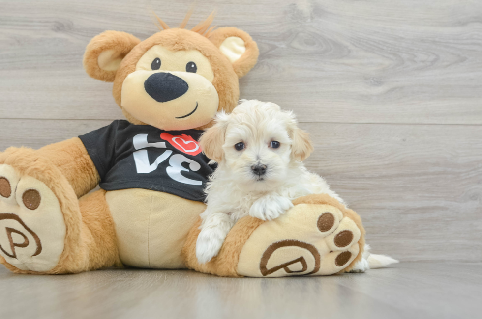 7 week old Maltipoo Puppy For Sale - Florida Fur Babies