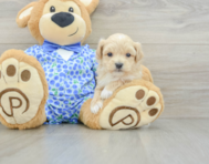 8 week old Maltipoo Puppy For Sale - Florida Fur Babies