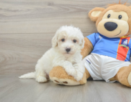 8 week old Maltipoo Puppy For Sale - Florida Fur Babies