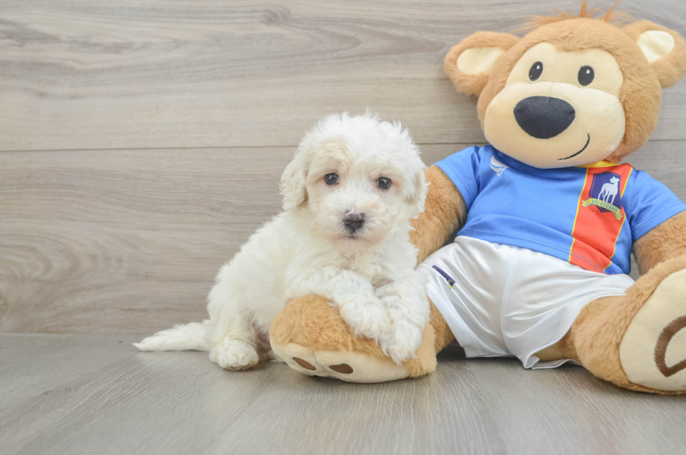 5 week old Maltipoo Puppy For Sale - Florida Fur Babies