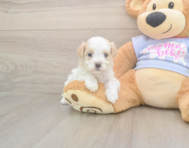 8 week old Maltipoo Puppy For Sale - Florida Fur Babies