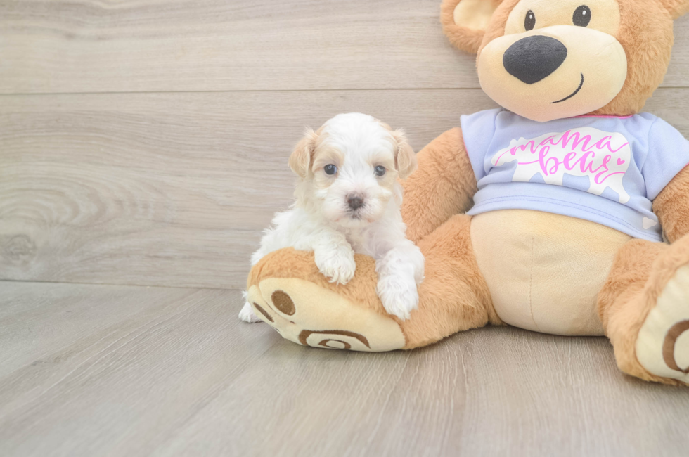 5 week old Maltipoo Puppy For Sale - Florida Fur Babies
