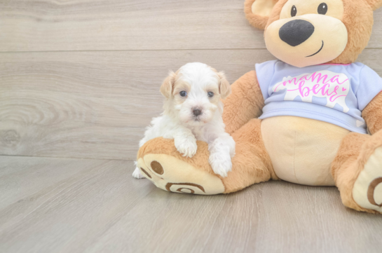 Best Maltipoo Baby