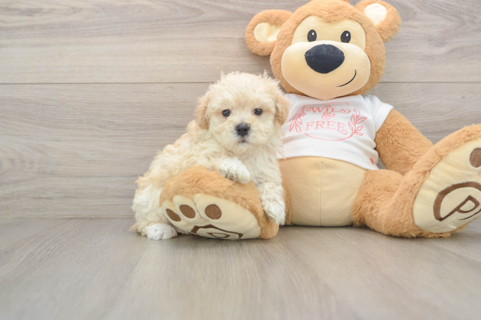 Maltipoo Puppy for Adoption