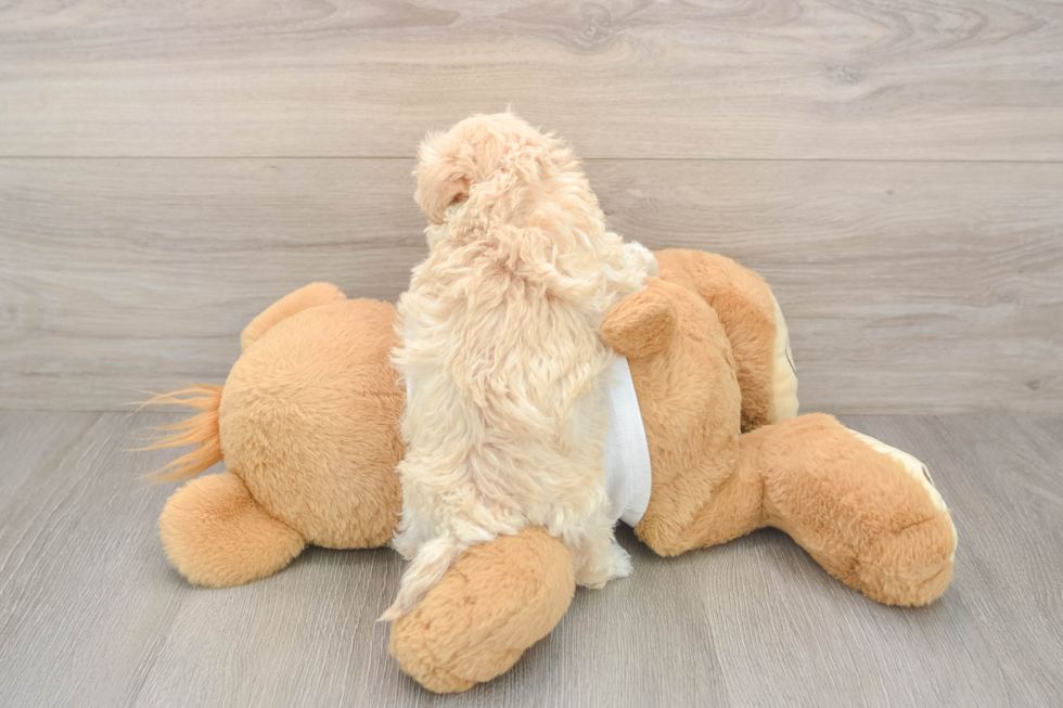 Popular Maltipoo Poodle Mix Pup